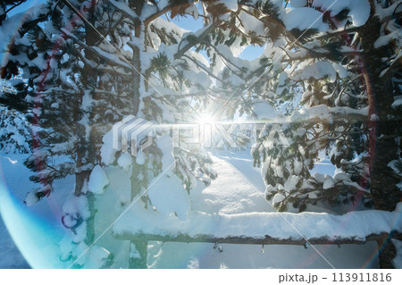Majestic Pine Forest Bathed in Sunlight on Snowy Mountains. 113911816