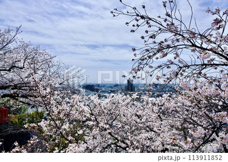 宝塚市の中山寺の桜 113911852