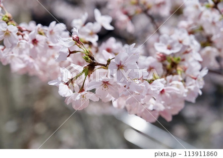 宝塚市の中山寺の桜 宝塚市の中山寺の桜 113911860