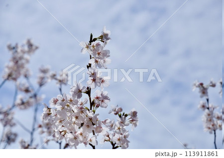 宝塚市の中山寺の桜 宝塚市の中山寺の桜 113911861