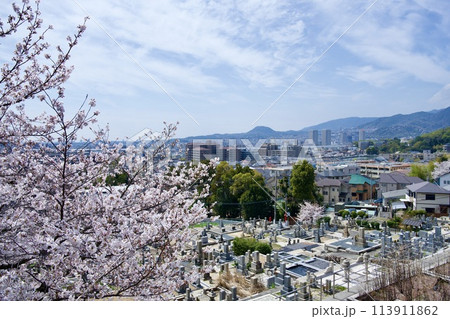 宝塚市の中山寺の桜 宝塚市の中山寺の桜 113911862