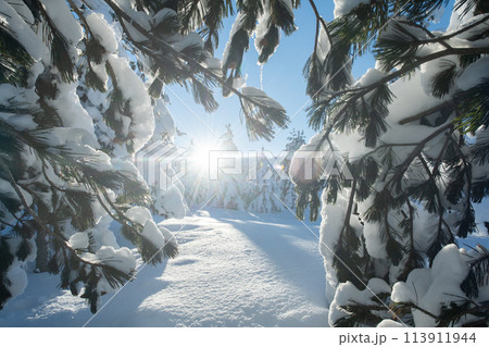 Majestic Pine Forest Bathed in Sunlight on Snowy Mountains. 113911944