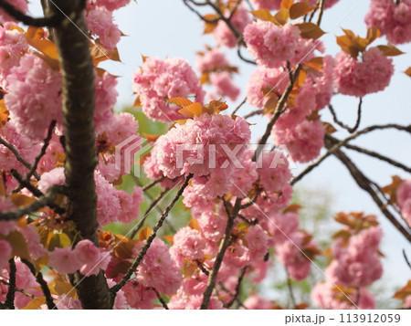 晴天の八重桜 113912059
