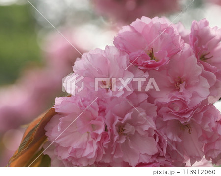落ち着いた雰囲気の八重桜 113912060