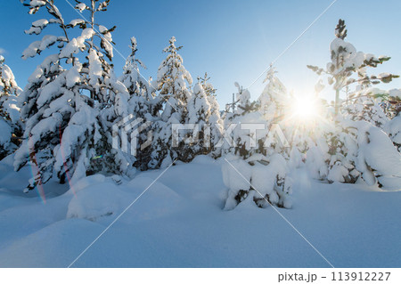 Majestic Pine Forest Bathed in Sunlight on Snowy Mountains. Majestic Pine Forest Bathed in Sunlight on Snowy Mountains. 113912227