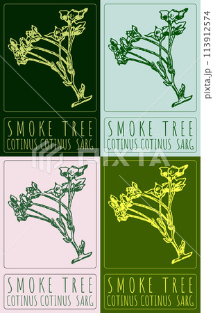 Set of vector drawing SMOKE TREE in various colors. Hand drawn illustration. The Latin name is COTINUS COTINUS SARG Set of vector drawing SMOKE TREE in various colors. Hand drawn illustration. The Latin name is COTINUS COTINUS SARG 113912574