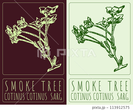 Vector drawing SMOKE TREE. Hand drawn illustration. The Latin name is COTINUS COTINUS SARG 113912575