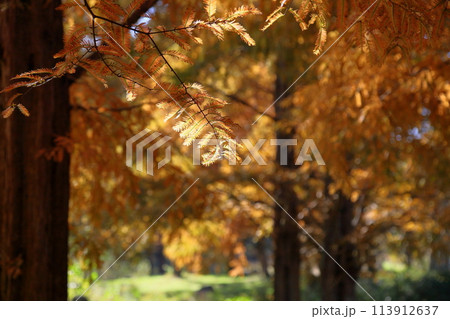 秋の公園 輝 メタセコイア黄葉 秋の公園 輝 メタセコイア黄葉 113912637