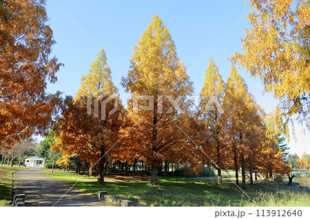 秋の公園 メタセコイア黄葉 秋の公園 メタセコイア黄葉 113912640