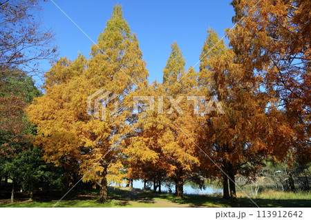 秋の公園 メタセコイア黄葉 秋の公園 メタセコイア黄葉 113912642