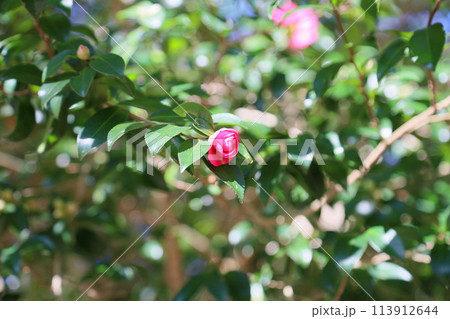 秋の公園 サザンカの花 秋の公園 サザンカの花 113912644
