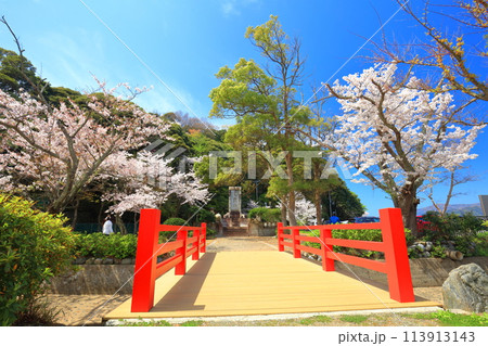 【福井県】晴天の小浜公園と満開の桜 【福井県】晴天の小浜公園と満開の桜 113913143