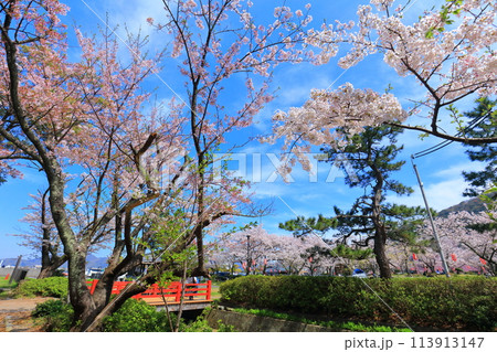 【福井県】晴天の小浜公園と満開の桜 【福井県】晴天の小浜公園と満開の桜 113913147