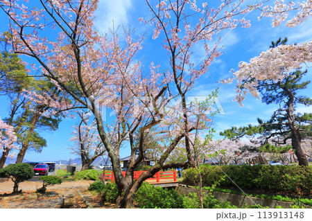 【福井県】晴天の小浜公園と満開の桜 113913148