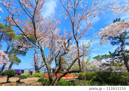 【福井県】晴天の小浜公園と満開の桜 113913150
