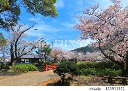 【福井県】晴天の小浜公園と満開の桜 【福井県】晴天の小浜公園と満開の桜 113913152