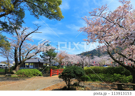 【福井県】晴天の小浜公園と満開の桜 113913153
