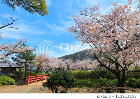 【福井県】晴天の小浜公園と満開の桜 113913155