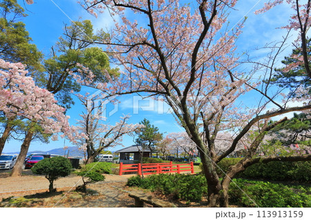 【福井県】晴天の小浜公園と満開の桜 113913159
