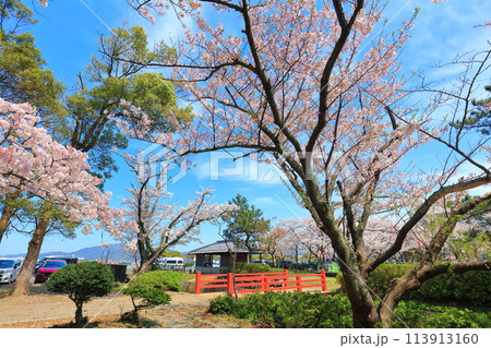 【福井県】晴天の小浜公園と満開の桜 113913160