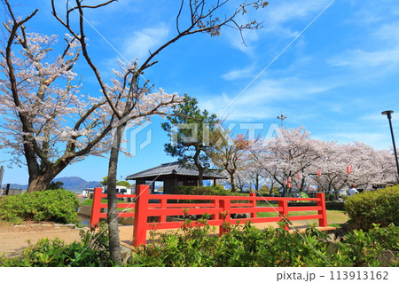 【福井県】晴天の小浜公園と満開の桜 113913162