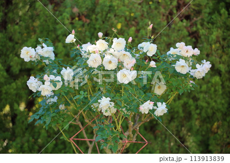 バラの花 アイスバーグ バラの花 アイスバーグ 113913839