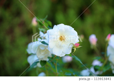 バラの花 アイスバーグ バラの花 アイスバーグ 113913841