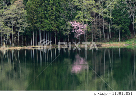 中綱湖 桜咲く春 中綱湖 桜咲く春 113913851
