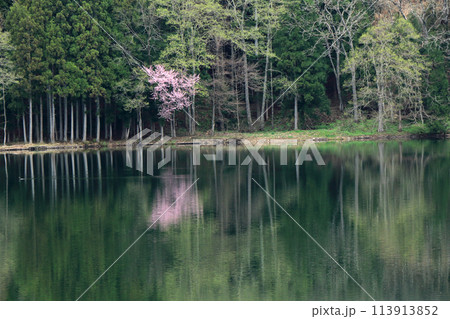 中綱湖　桜咲く春 113913852