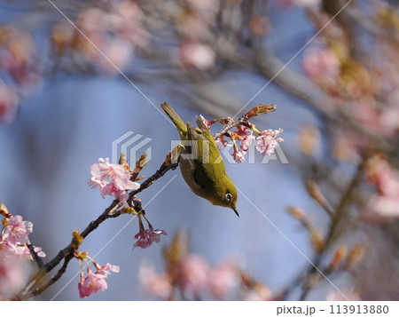 河津桜とメジロ 河津桜とメジロ 113913880