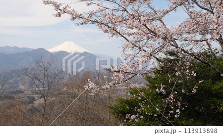 要害山より桜と富士山 113913898