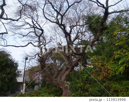 井頭のヤナギ 113913998