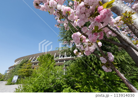 桜と国立競技場の風景 113914030