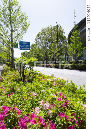 都内の新緑と道路の風景 113914052