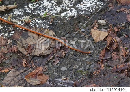 ヤツワクガビル ヤツワクガビル 113914104