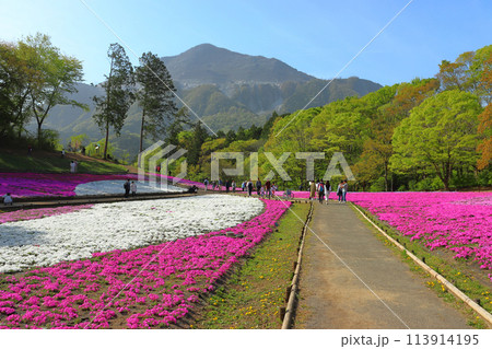 早朝の羊山公園芝桜の丘と武甲山（埼玉県秩父市） 113914195