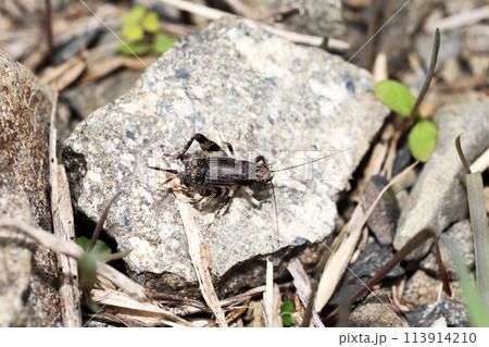 マダラスズ 113914210