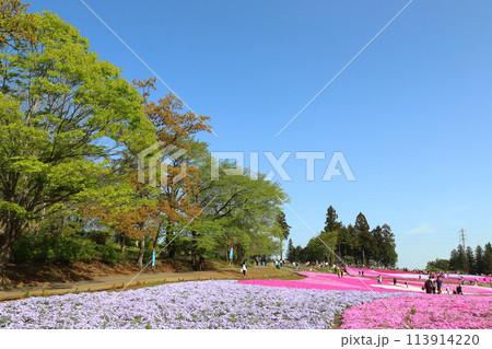 早朝の羊山公園芝桜の丘にて(埼玉県秩父市) 早朝の羊山公園芝桜の丘にて(埼玉県秩父市) 113914220