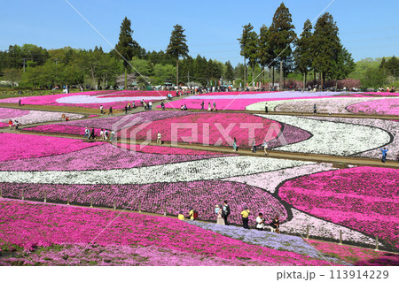 早朝の羊山公園芝桜の丘にて（埼玉県秩父市） 113914229