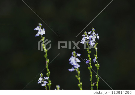 春の野原に咲いた、薄紫色のマツバウンランの花 113914296