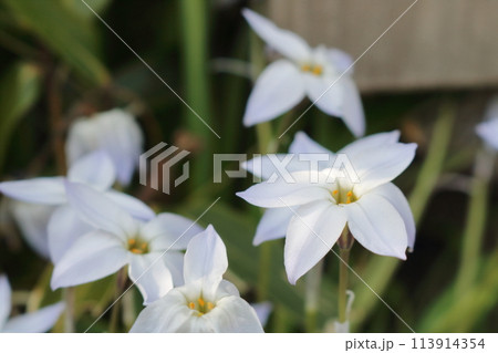白いハナニラの花 白いハナニラの花 113914354