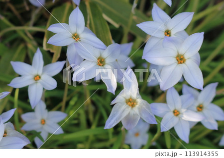 白いハナニラの花 113914355