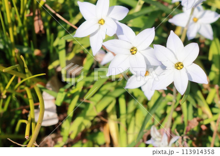 白いハナニラの花 113914358