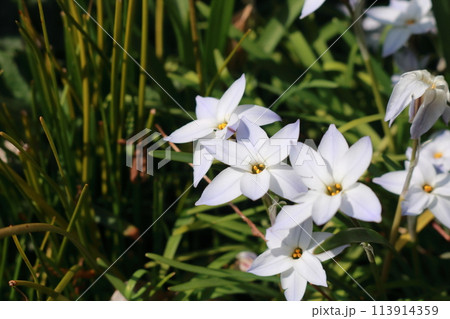 白いハナニラの花 白いハナニラの花 113914359