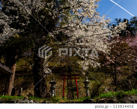 赤い鳥居と桜 白馬村 伝行山の徹然桜 赤い鳥居と桜 白馬村 伝行山の徹然桜 113914458