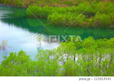 新緑の湖水に浮かぶ水没林の彩り 113914545
