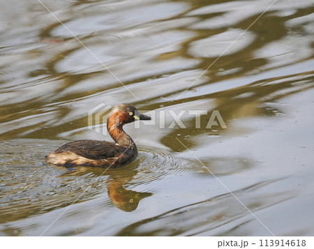 池で泳ぐカイツブリ 113914618