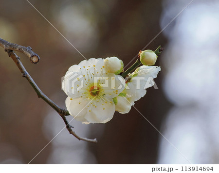 白い梅の花 113914694