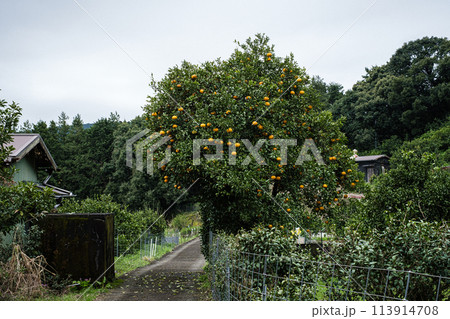 神奈川県長興山紹太寺夏みかん 113914708