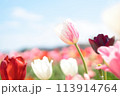 色んな色の花が咲くチューリップ畑 113914764